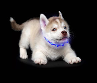 Adjustable Reflective Bling Fancy Light Up Waterproof Luxury Designer PVC Custom Led Pet Silicone LED Dog Cat Collar